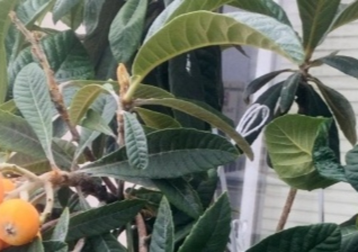 スーパーで買ったビワ→種を植え、7年後……「こんなの初めて見た」　とんでもない光景へ「すっごい！」「やってみようかな」（1/3） | ライフハック ねとらぼ