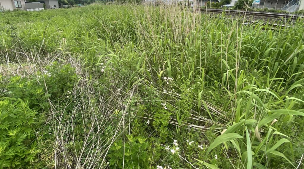 雑草だらけの庭