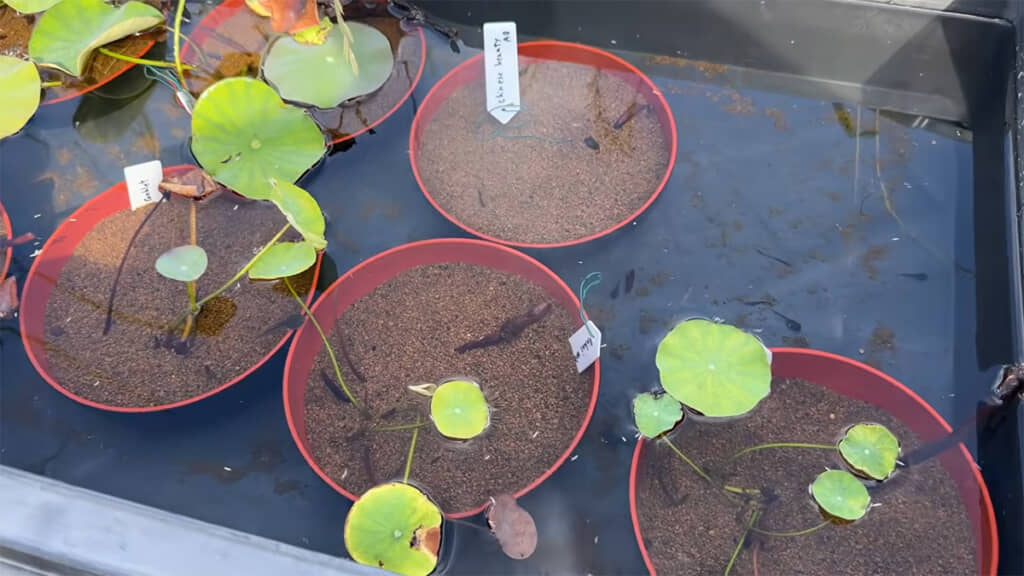 植えてから約2カ月経過したお椀のハス