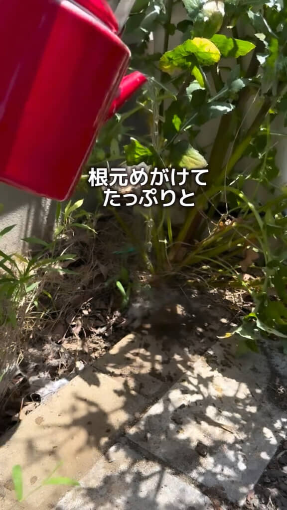 重曹熱湯を根本に注ぐ