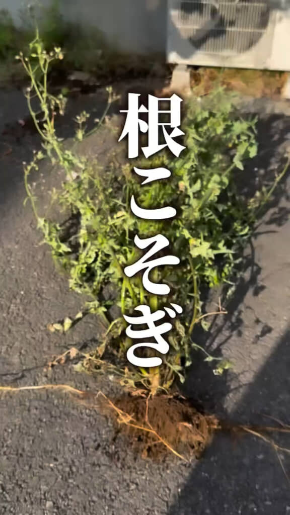 ……根っこから簡単に抜けた!