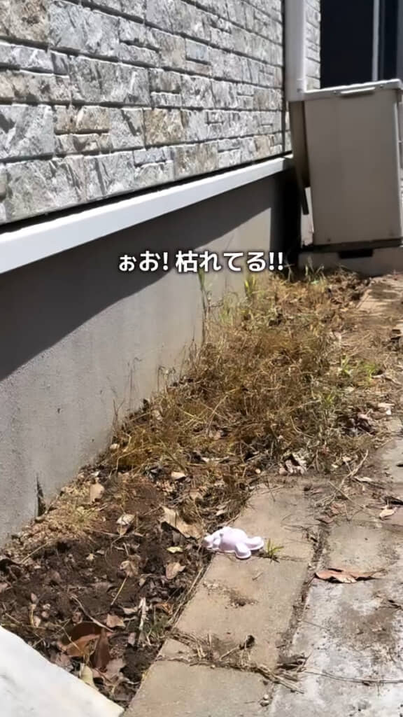 重曹熱湯の追い掛けで残りの雑草が枯れた