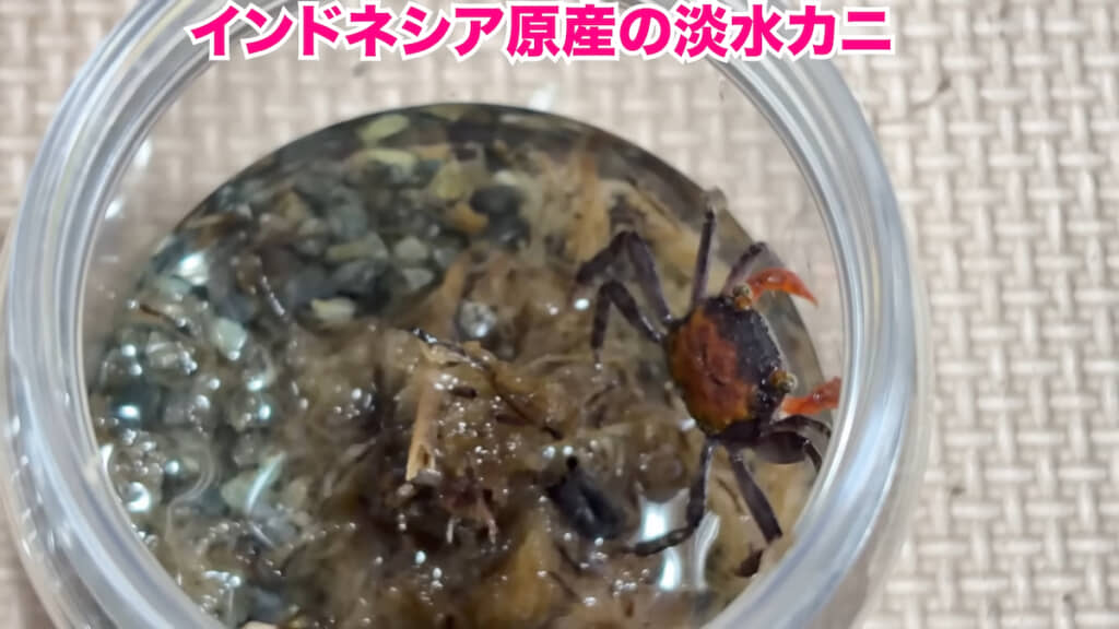 赤いハサミと甲羅が特徴