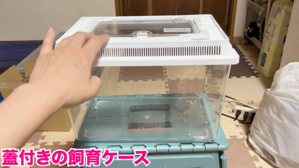 脱走防止にフタ付きの飼育ケースは必須