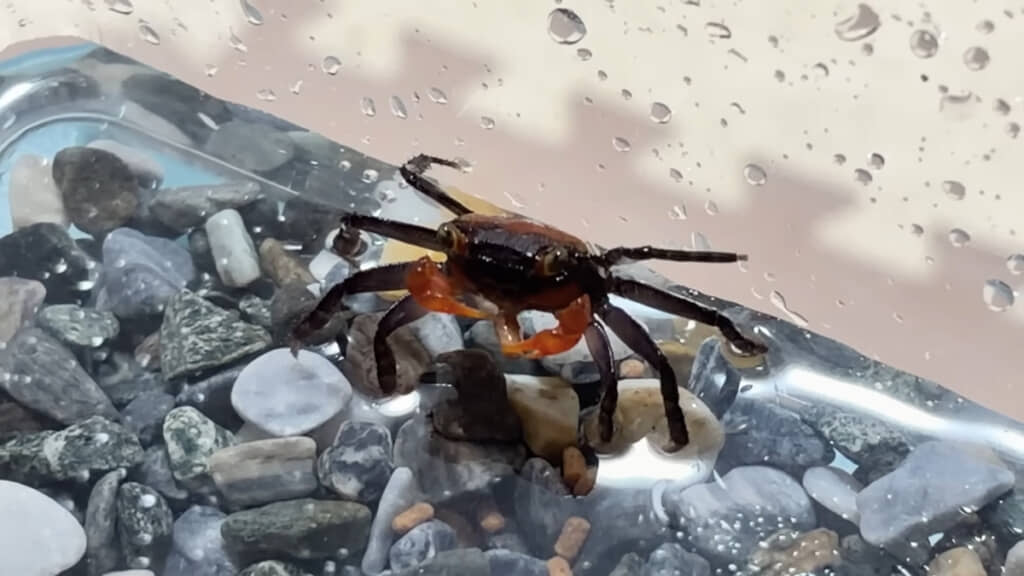 ハサミでつかんだエサを口元へ