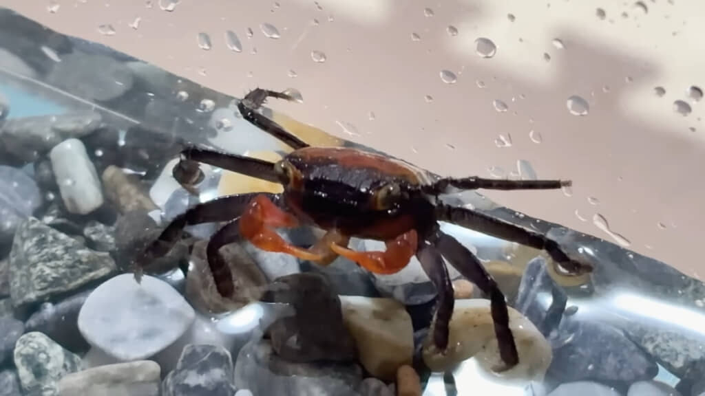あーかわいい……!