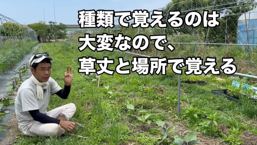 雑草の種類ではなく草丈と場所を考えて対処する