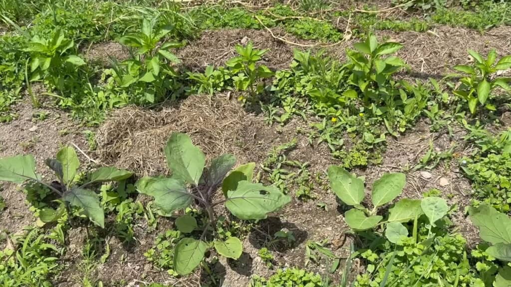 野菜を定植して1カ月ほどの畑