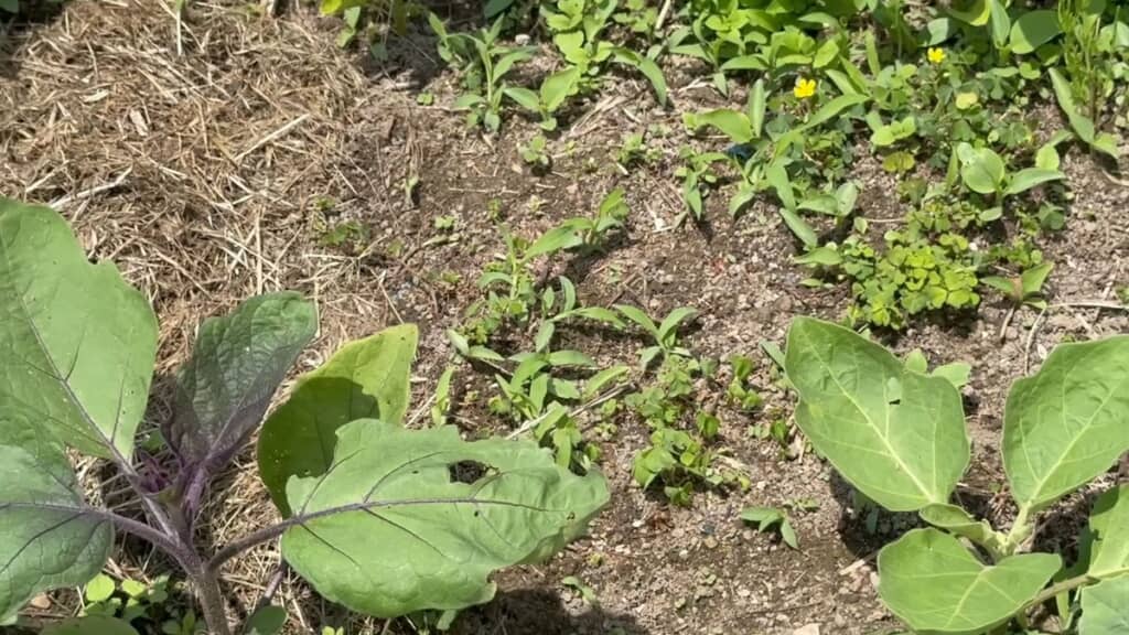 野菜の近くに生えている小さな雑草
