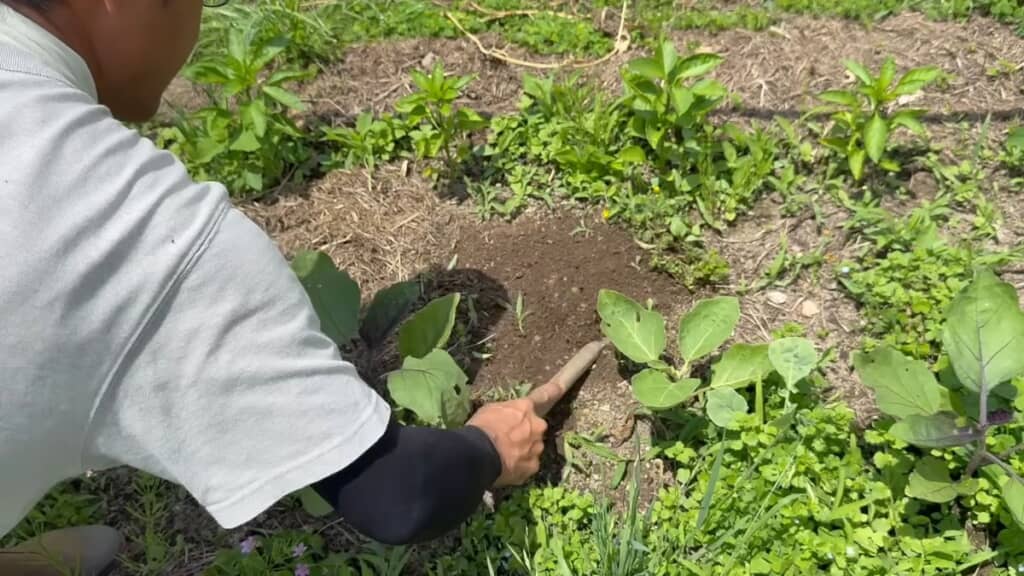 鎌で地面を耕しつつ雑草を刈り取る