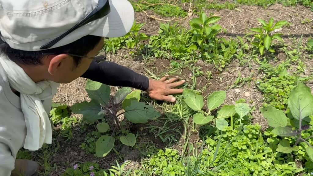 刈り取った地面に雑草マルチを敷く