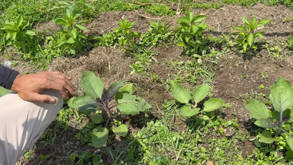 初期除草をしておくと後の雑草管理が楽になる