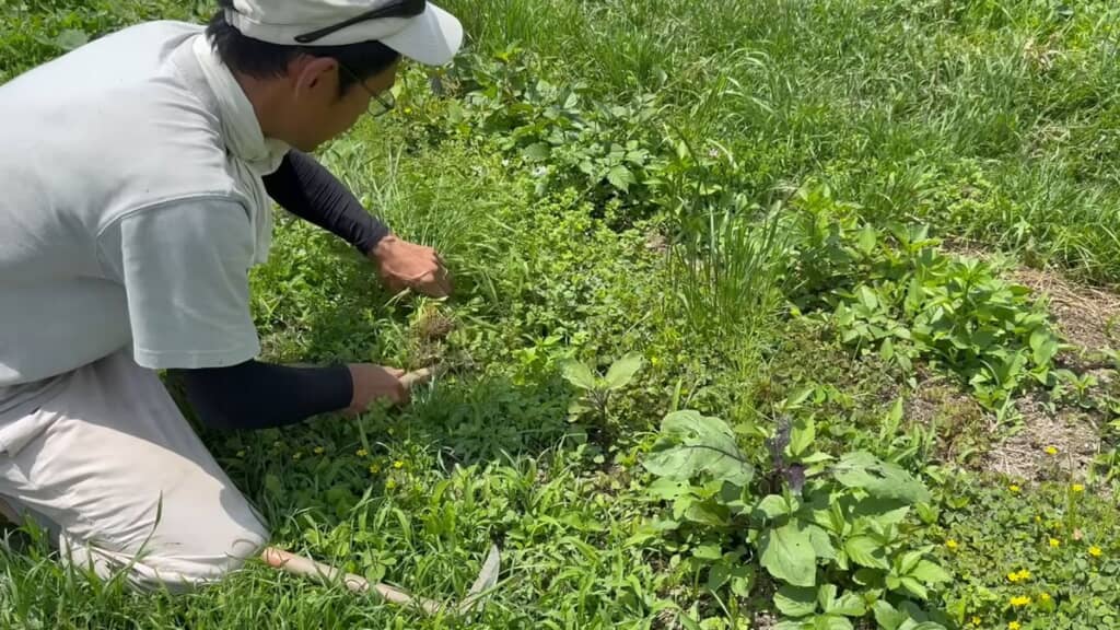 ノコギリ状の鎌で草丈が大きい植物を根元から切る