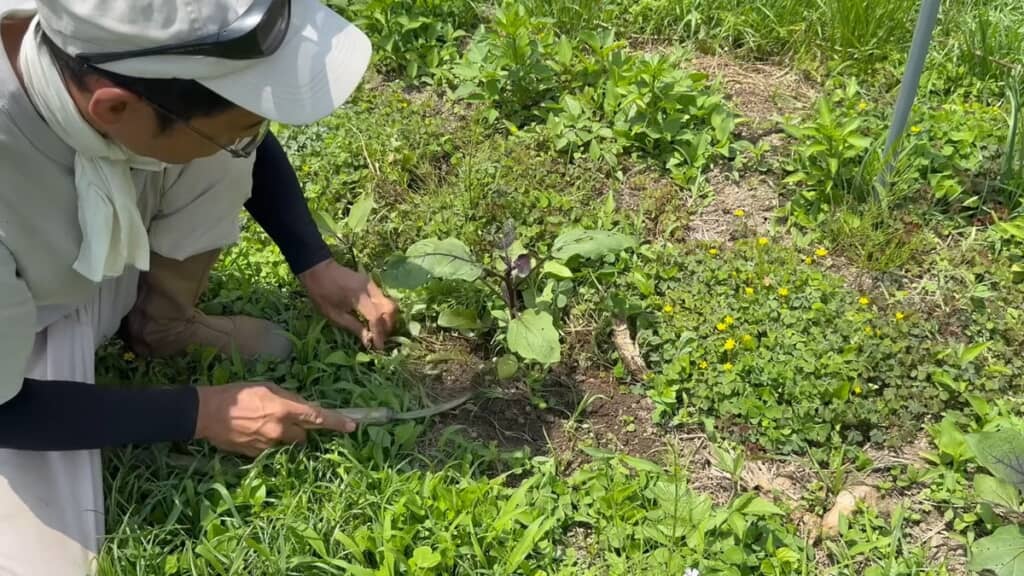 ノコギリ状の鎌で野菜の株元の草を刈る