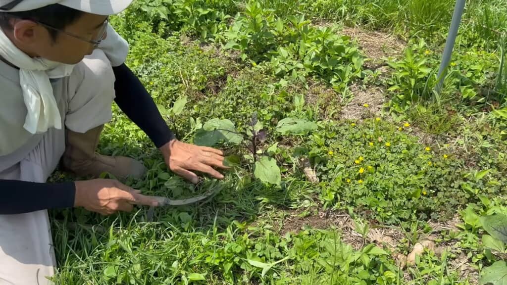 野菜の株元に雑草マルチを敷く