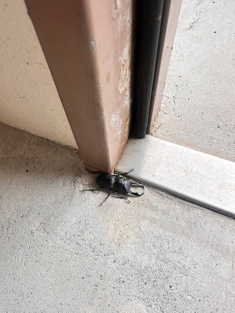 扉付近で見つけた黒い昆虫