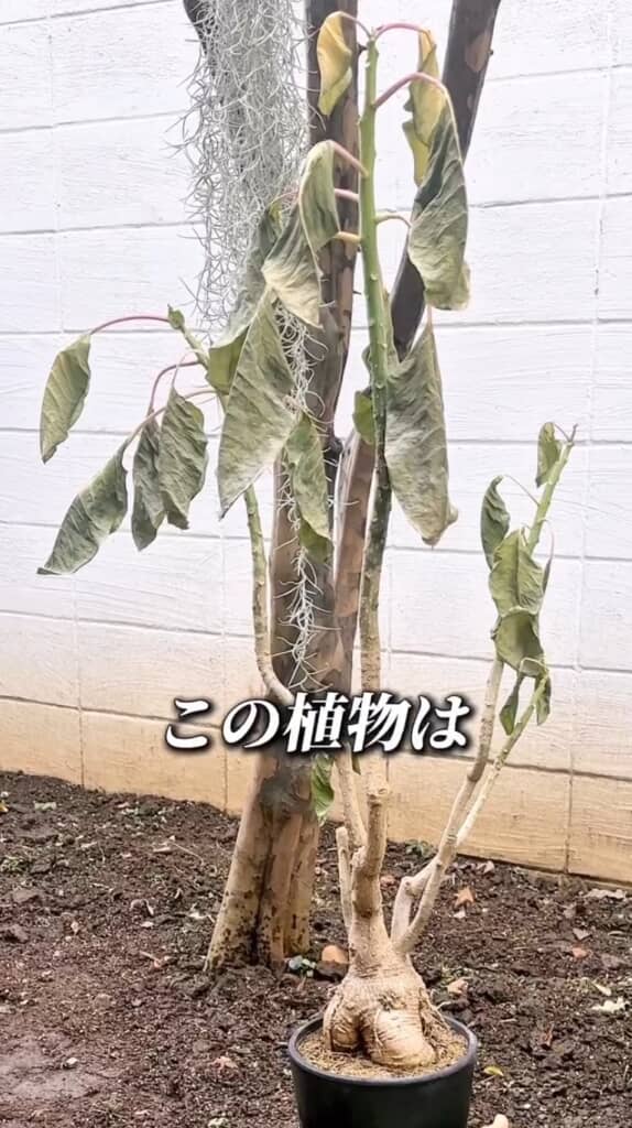 越冬したオンブー