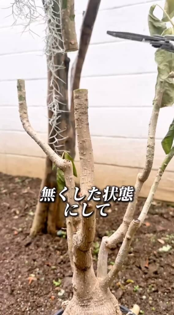 葉を全てカット