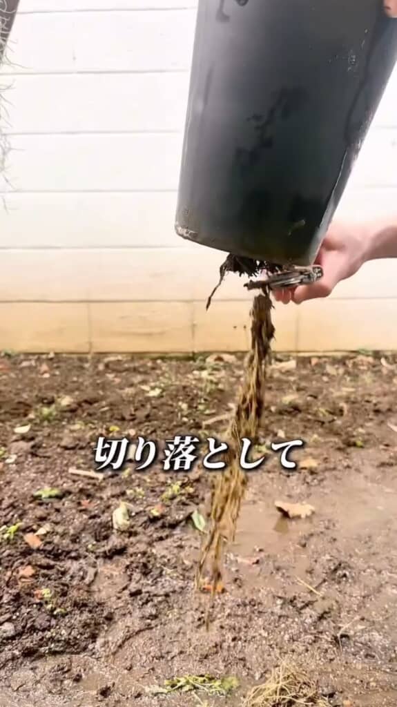 潜り込んでいた根もカット