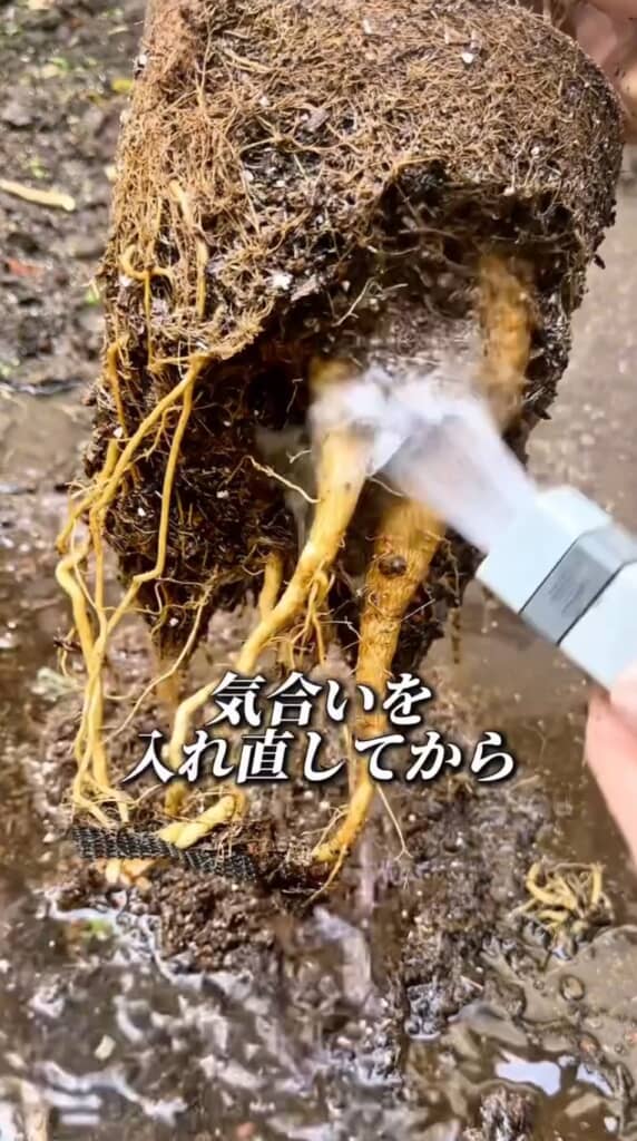 シャワーで根周りの土を洗い流す