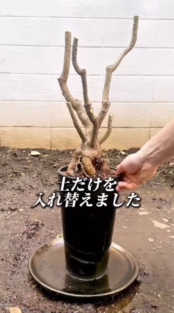 土だけ入れ替えて再び鉢へ