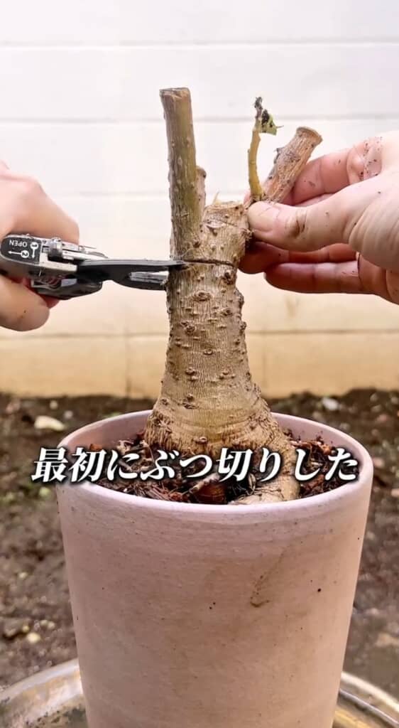 幹もカット