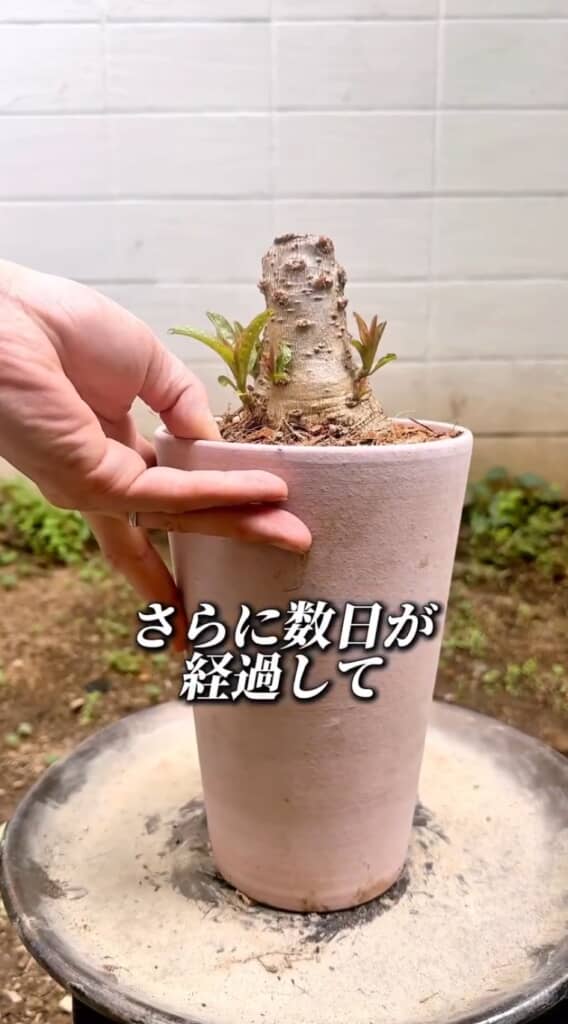 不定芽が芽吹く