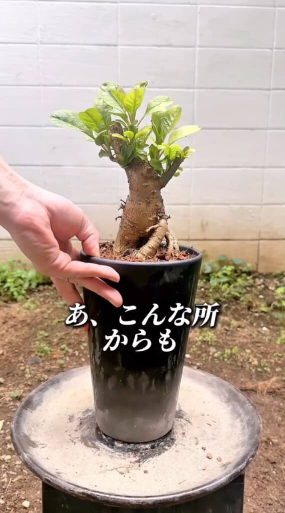 発芽したオンブー