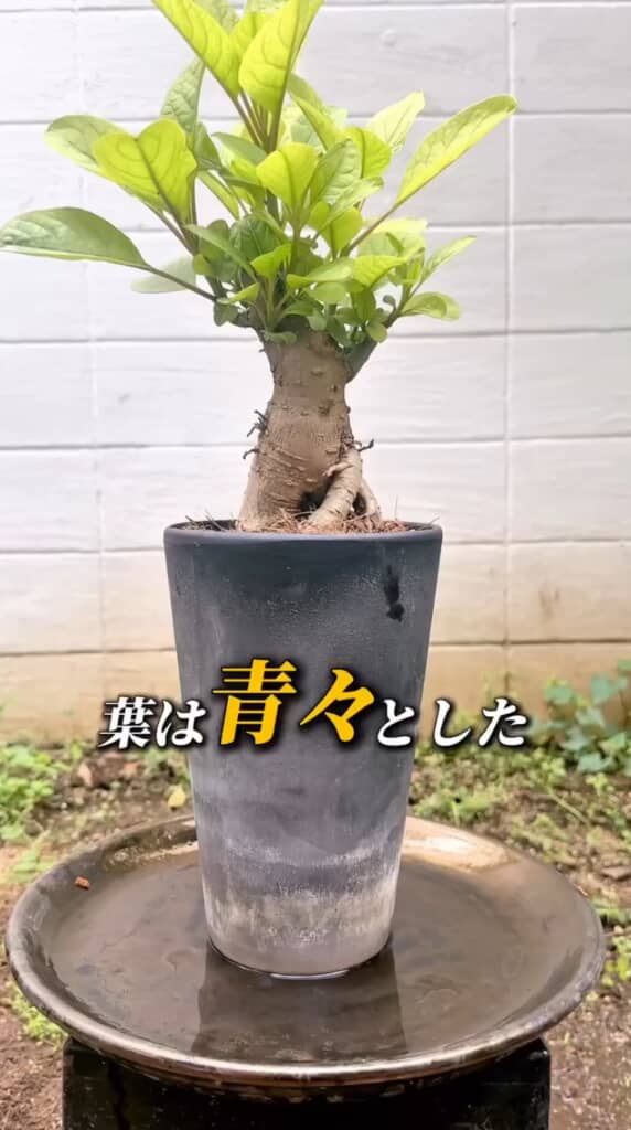 どんどん成長していく様子