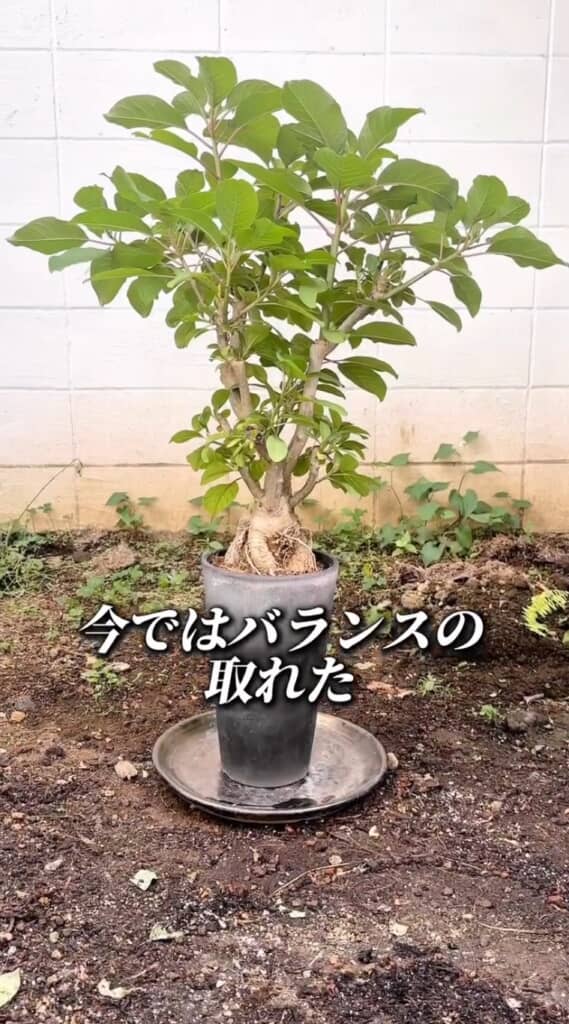 バランスの取れた生命力あふれる姿に!