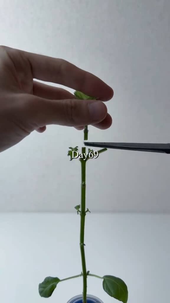 先端の成長点を切った分、ほかの芽が育つ