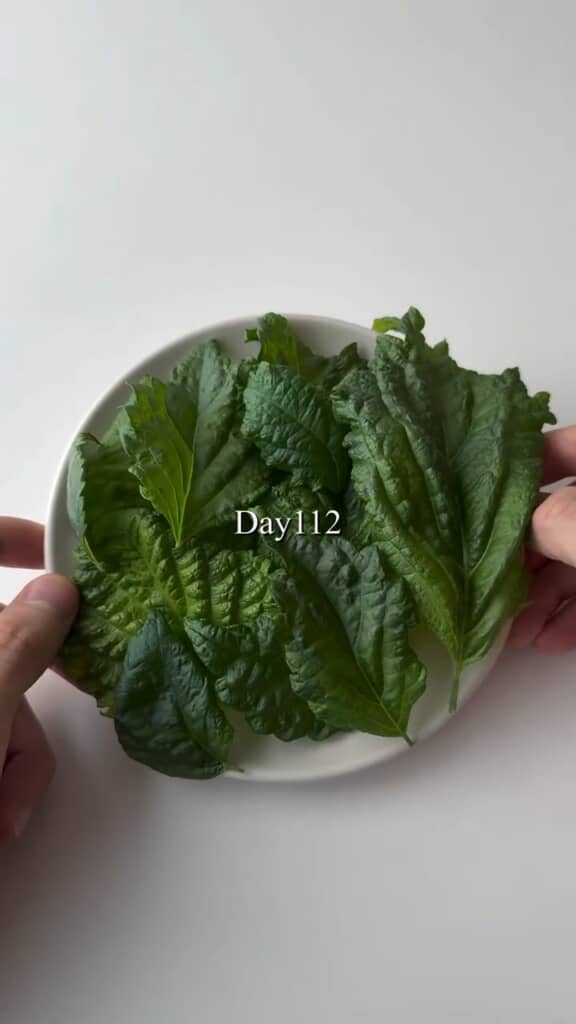 たくさん収穫できました。料理に添えたり、絞って炭酸で割ったり、いろいろできそう
