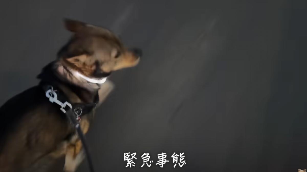 お散歩中、愛犬が突然絶叫→ダッシュでお家に帰ると……「何これ」　まさかの理由に「びっくりしちゃったのかな」」「かわいい」（1/3） | 犬 ねとらぼ