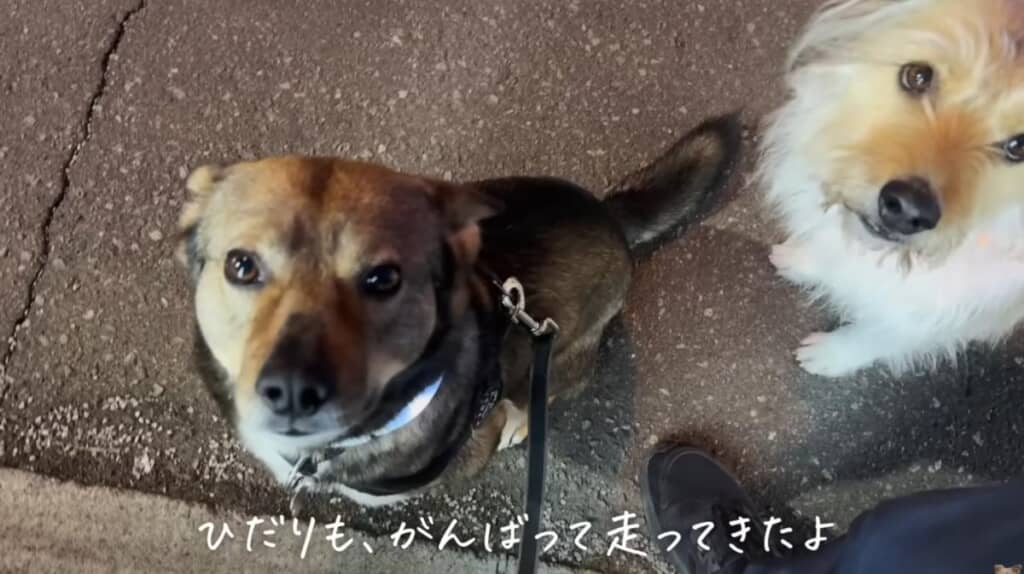 ひだりちゃんも走ってくれていました