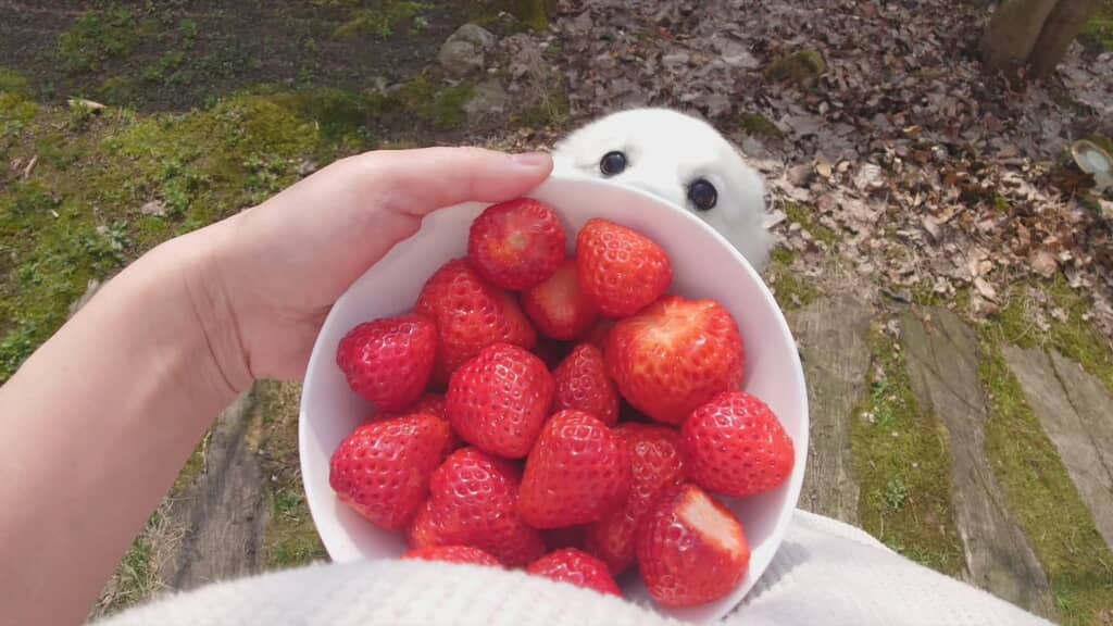 器の外側から、丸くてかわいいのがひょっこり