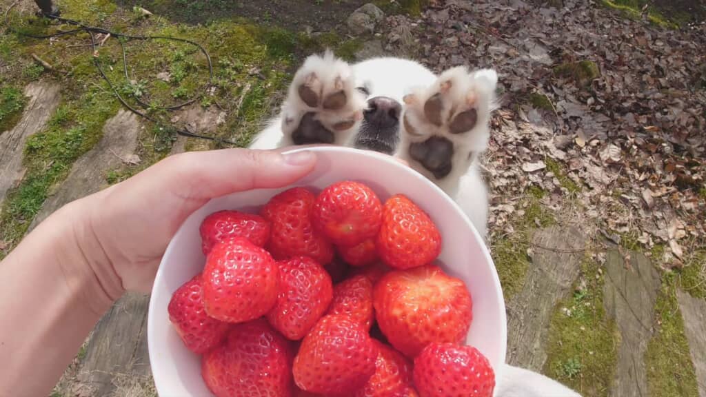 ちょうだいちょうだい！