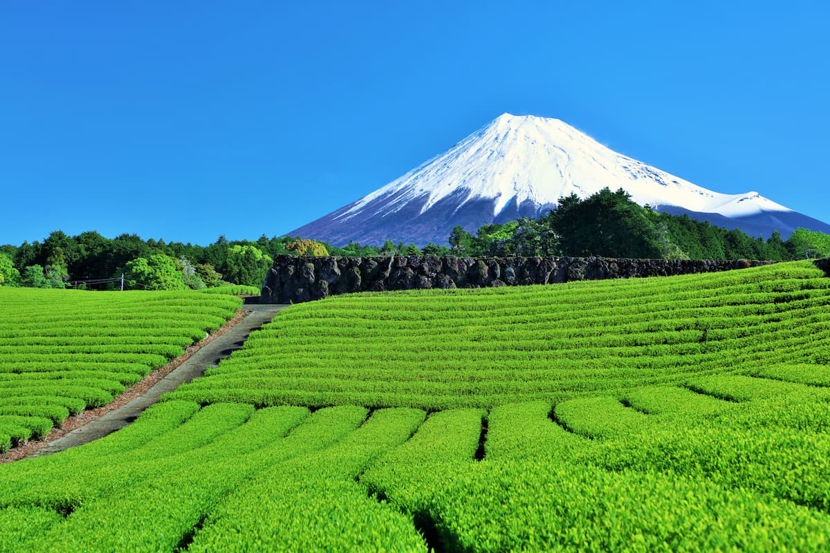 静岡の“甘い抹茶ドリンク”が大人気！