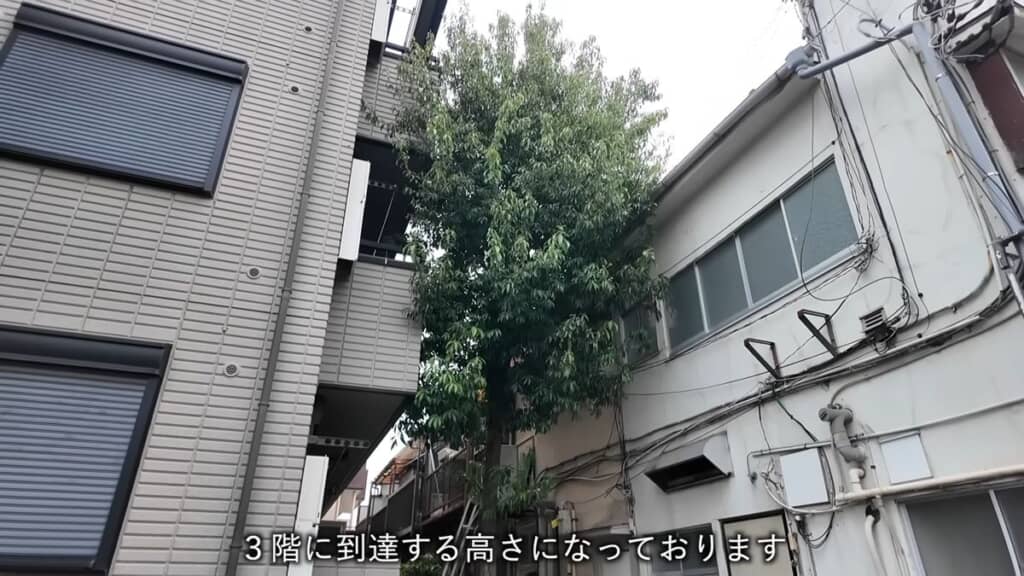 マンションの3階に届く高さの巨木