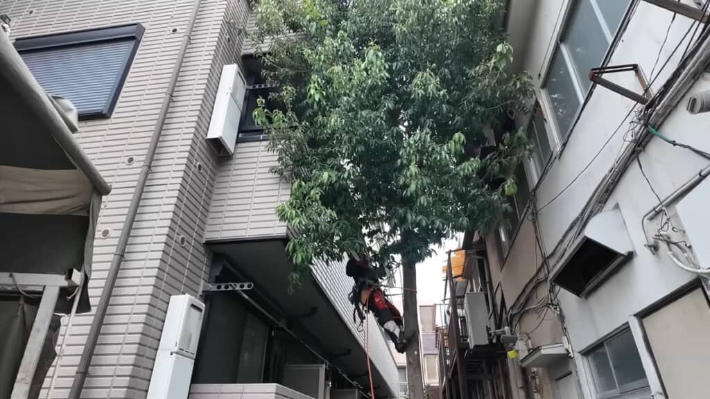 木に登って枝を落とす
