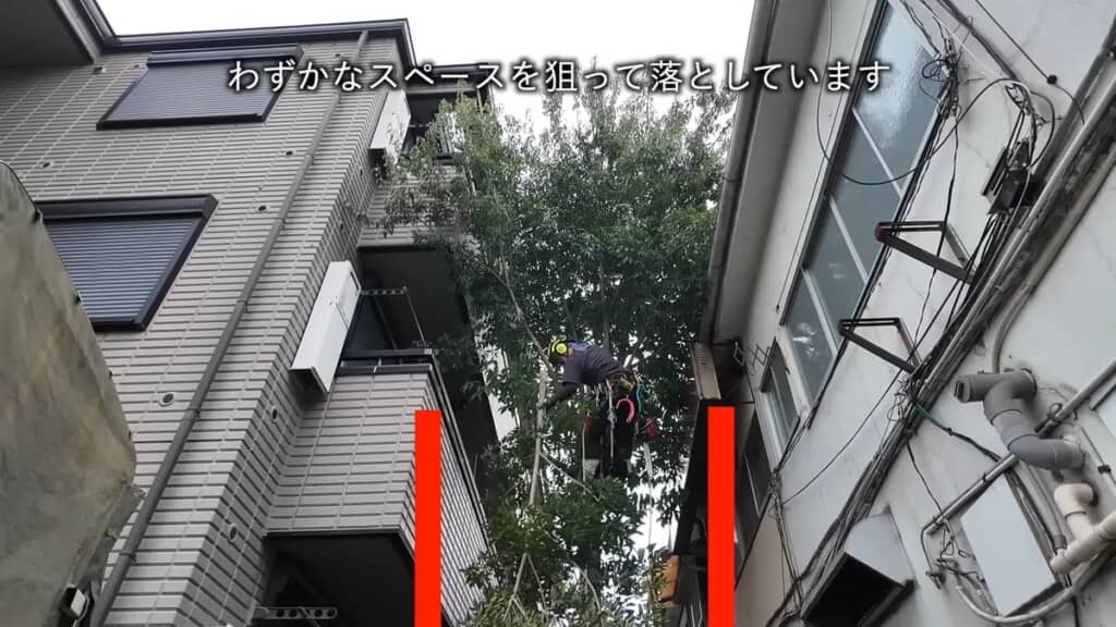 建物との間に切った枝を落とす