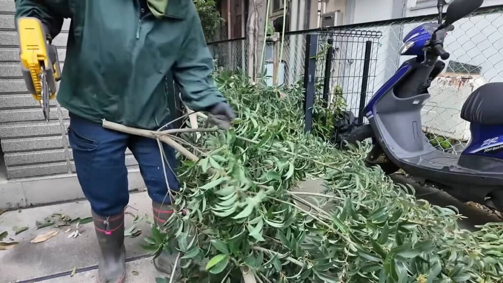 回収した枝を分解