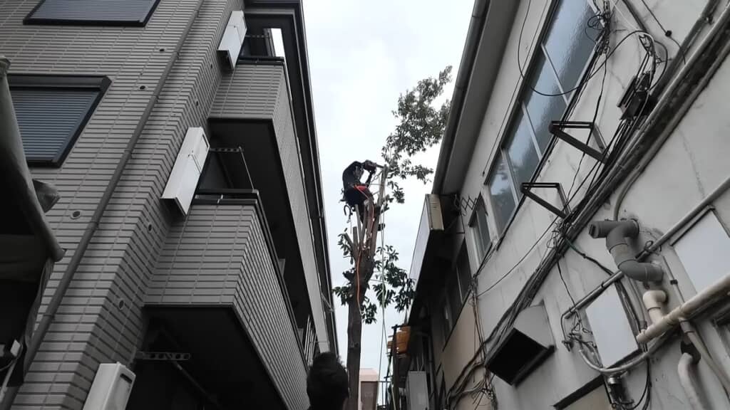 ほとんど枝がなくなった木の頂上