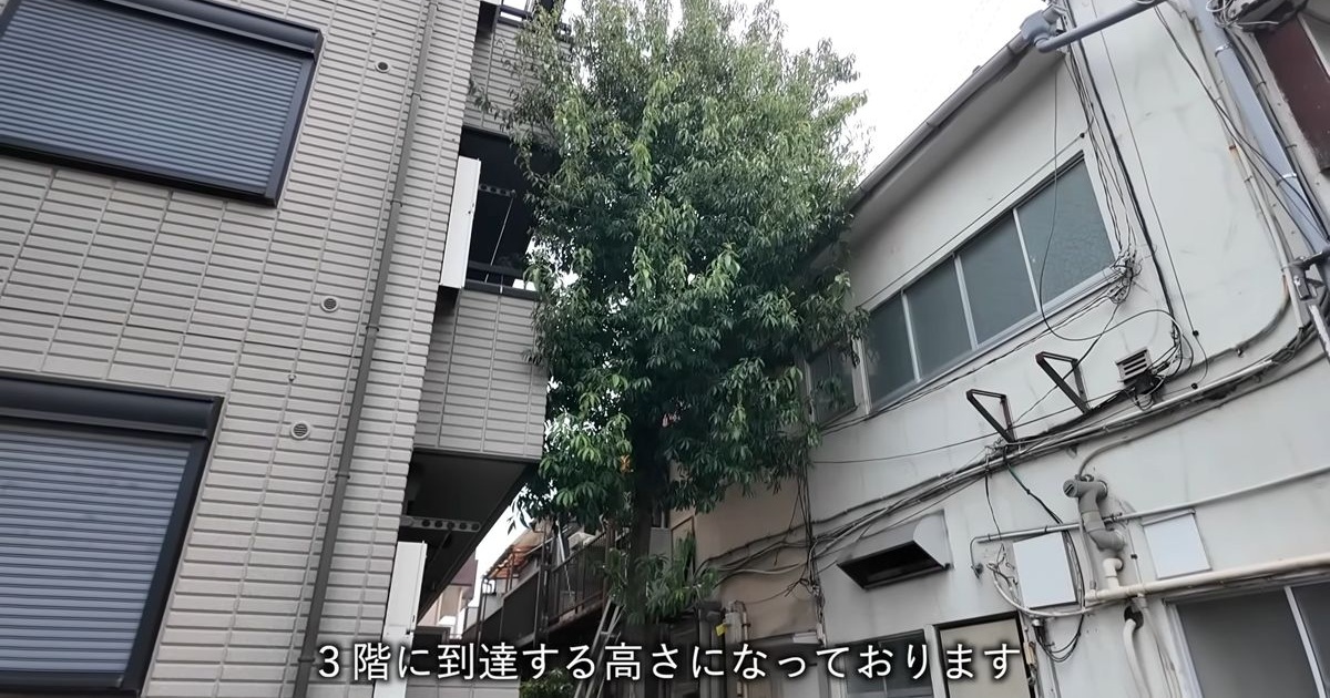3階建て高さの巨木→“便利屋さん”に伐採をお願いしたら、数時間後……　二度見する光景に「スゴイですね」（1/3） | ライフスタイル ねとらぼ