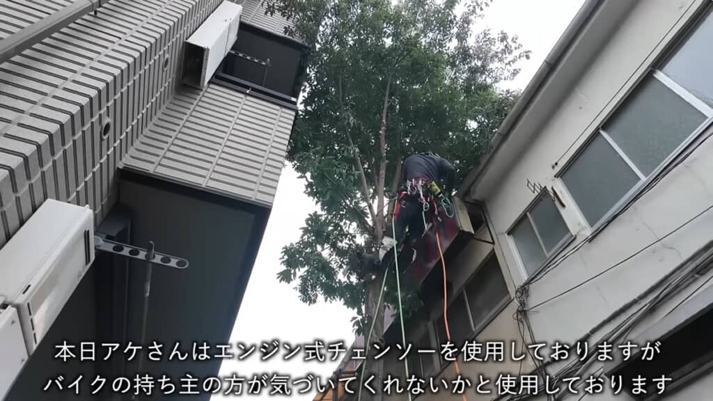 周囲に作業していることを伝える意味も込めてエンジン式チェンソーで作業