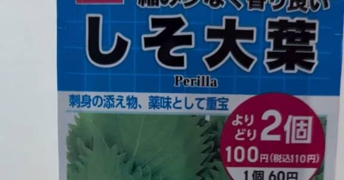 ダイソーのシソの種→ペットボトルで育てたら、112日後……　驚きの光景が176万再生「こんなに!!」「シソに見えない」（1/2） | ライフスタイル ねとらぼ