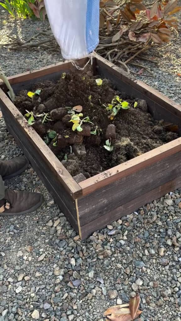 土と何らかの植物の苗が入っていた1袋目