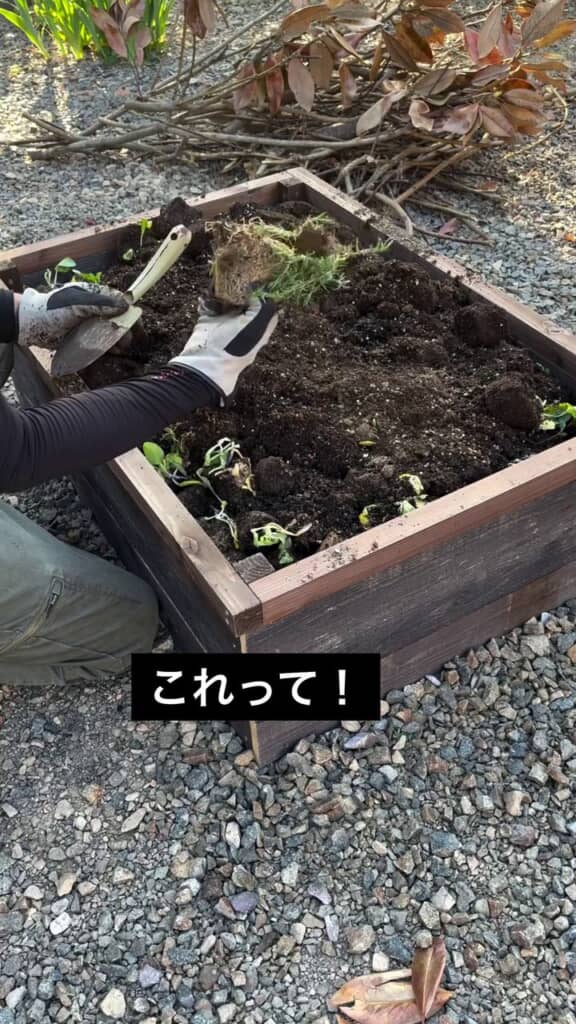 根鉢が入っていた2袋目