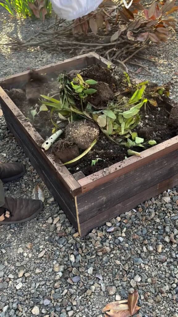大量の植物の苗が出てきた3袋目