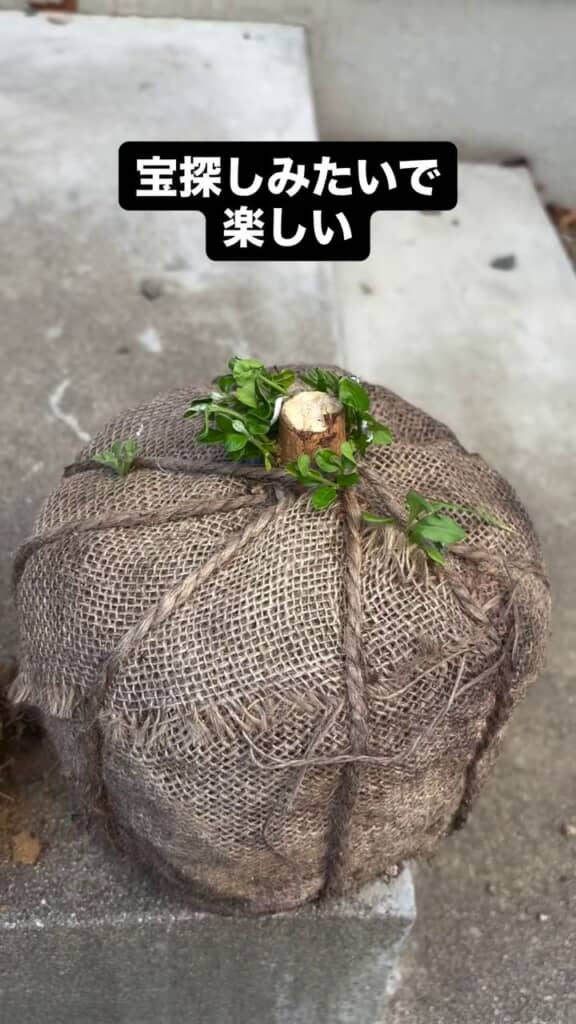 残土袋から出てきた木の苗
