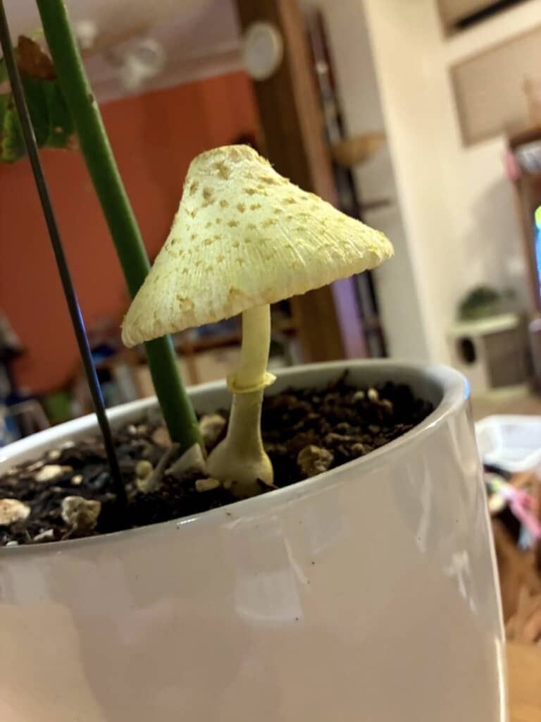 アボカドの木に生えたキノコ